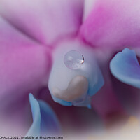 Buy canvas prints of Single drop of water on an Orchid 53 by PHILIP CHALK