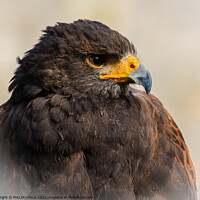 Buy canvas prints of A close up of a Harris Hawk 60 by PHILIP CHALK
