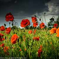 Buy canvas prints of Poppy field with a stormy sky 62 by PHILIP CHALK