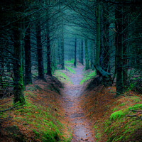 Buy canvas prints of Enchanted Surreal  Cropton forest in North Yorkshire 90 by PHILIP CHALK