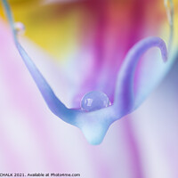 Buy canvas prints of Single water droplet on a delicate Orchid 91 by PHILIP CHALK