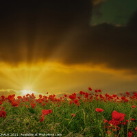 Buy canvas prints of Sunset over a poppy field 122  by PHILIP CHALK