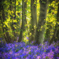 Buy canvas prints of Soft focus of Bluebell's in a wood 126 by PHILIP CHALK