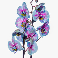Buy canvas prints of high key Orchids 132 by PHILIP CHALK
