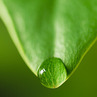Buy canvas prints of Green leaf with water droplet 136 by PHILIP CHALK