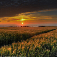 Buy canvas prints of cornfield in Pembrokeshire coast 144 by PHILIP CHALK