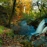 Buy canvas prints of Autumn scene at Crackpot falls in the Yorkshire dales 146 by PHILIP CHALK