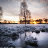 Buy canvas prints of Lone tree on Strensall common York sunrise 162 by PHILIP CHALK