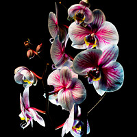 Buy canvas prints of Others Pink and white Orchids with black background 170 by PHILIP CHALK