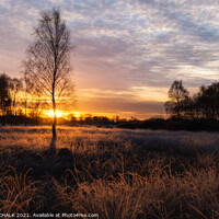 Buy canvas prints of Sunrise on the common  by PHILIP CHALK