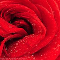 Buy canvas prints of Heart of a Rose 221 by PHILIP CHALK