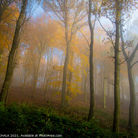 Buy canvas prints of misty woods in the sun 220 by PHILIP CHALK