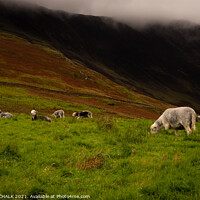 Buy canvas prints of Herdwick sheep grazing next to Buttermere in the lake district 226 by PHILIP CHALK