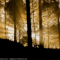 Buy canvas prints of Sunrise in the forest  232 by PHILIP CHALK