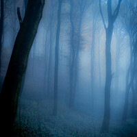 Buy canvas prints of Dark forbidden  forest   234  by PHILIP CHALK