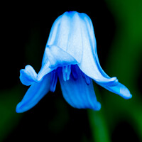 Buy canvas prints of Bluebell 246  by PHILIP CHALK