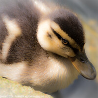 Buy canvas prints of A close up of a duckling 285  by PHILIP CHALK
