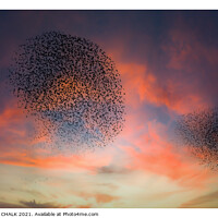 Buy canvas prints of Starling murmurations  by PHILIP CHALK