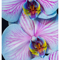 Buy canvas prints of Double Orchid close up 297  by PHILIP CHALK