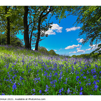 Buy canvas prints of Bluebell's on a spring day 299  by PHILIP CHALK