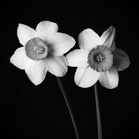 Buy canvas prints of Daffodils in black and white 300   by PHILIP CHALK