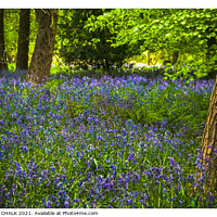 Buy canvas prints of Bluebell woodland 306  by PHILIP CHALK