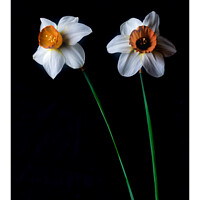 Buy canvas prints of Dafodil long stems 315  by PHILIP CHALK