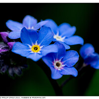 Buy canvas prints of Forget me nots 317 by PHILIP CHALK