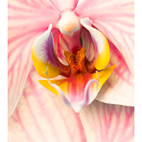 Buy canvas prints of pink Orchid 318 by PHILIP CHALK