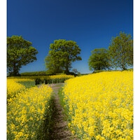 Buy canvas prints of Rape seed field on a summer's day 319 by PHILIP CHALK