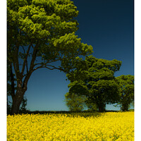 Buy canvas prints of Sunny day in a rapeseed field 320  by PHILIP CHALK