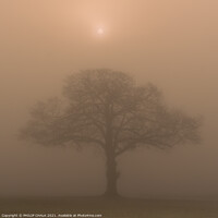 Buy canvas prints of Oak tree in a field at sunrise 342  by PHILIP CHALK