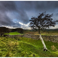 Buy canvas prints of Single tree clinging on to life in the Yorkshire dales 351  by PHILIP CHALK