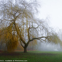 Buy canvas prints of Weeping willow in the mist 354 by PHILIP CHALK