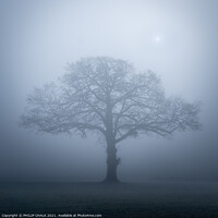 Buy canvas prints of Lone oak tree in the mist 357  by PHILIP CHALK