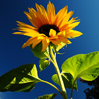 Buy canvas prints of giant sunflower against a blue sky 359  by PHILIP CHALK