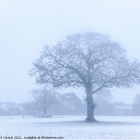 Buy canvas prints of Oak tree in a snow storm 360  by PHILIP CHALK