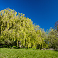 Buy canvas prints of Weeping willow in bright sunshine 368 by PHILIP CHALK
