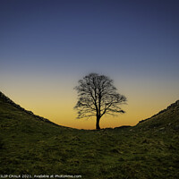 Buy canvas prints of Sycamore gap sunset 372  by PHILIP CHALK