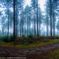 Buy canvas prints of Misty woodland 374  by PHILIP CHALK