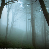 Buy canvas prints of Misty woodland scene 375  by PHILIP CHALK