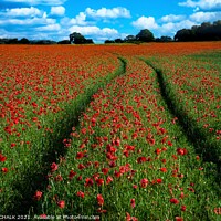Buy canvas prints of Poppy field with tractor tracks 378  by PHILIP CHALK