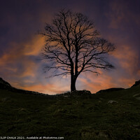 Buy canvas prints of Sycamore gap sunset 379  by PHILIP CHALK