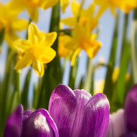 Buy canvas prints of Dafodils and purple krokus 391  by PHILIP CHALK