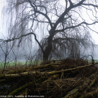 Buy canvas prints of Weeping willow in the mist 392  by PHILIP CHALK