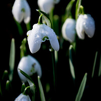 Buy canvas prints of Snow drops with water droplets 394  by PHILIP CHALK