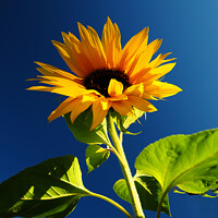 Buy canvas prints of Sun flower against a blue sky 398 by PHILIP CHALK