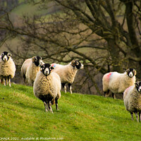 Buy canvas prints of Sheep grazing in the Yorkshire dales. 406  by PHILIP CHALK