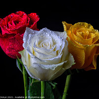 Buy canvas prints of Three roses with water droplets 410 by PHILIP CHALK