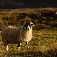 Buy canvas prints of Sheep on the Yorkshire moors  by PHILIP CHALK